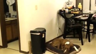 Arab and Israeli Girls Showing Off Their Big Asses