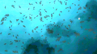 Mistress Susi Bondage Humiliation and Whipping of a Wanker Part 1