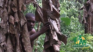 Rainforest Fuck Black BBW Amateur Sex