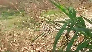 Village Local Bhabhi Outdoor Sex Video
