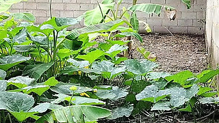 Follo a Madrastra India Al Aire Libre Hasta Dejar Su Concha Llena De Semen