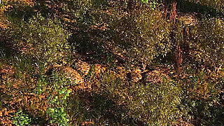 Fates Determination: Hot Blonde Girl, POV Blowjob in the Woods - Episode 1