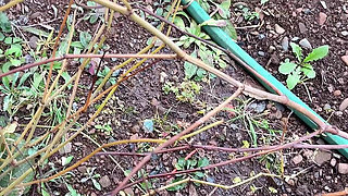 Piss Water, Walk to Garden