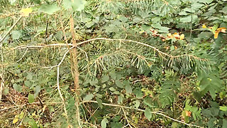 Punishment Walk - Stuffing Her Bra and Panties in the Woods