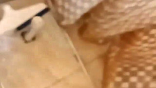 Latin Human Toilet Doing Her Piss in Mouth Job to Husband