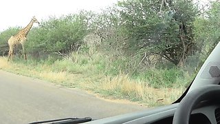 Horny Black Girlfriend Demands Big Cock