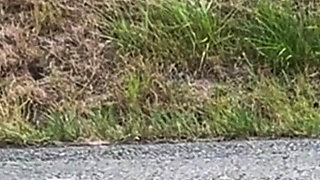 Outdoor Female Exhibitionist: Hitchhiking Flash