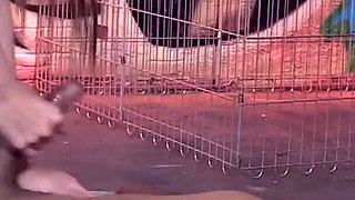 Small tits Leyla Morgan bannged and milked from Marques Goodwood