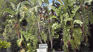 Tremendous Latina Gets a Good Massage and a Huge Black Cock for Her Huge Pussy